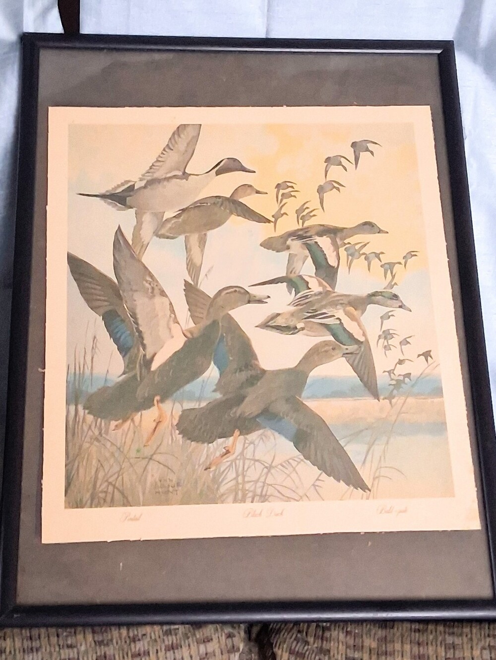 Lynn Bogue Hart Early 1900's Framed "Our American Gamebirds" Sporty Composition